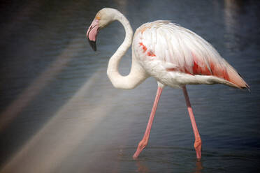 Flamingo (Phoenicopterus roseus) im Wasser stehend an einem sonnigen Tag - DSGF02231