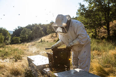 Anonymer Imker mit Schutzhandschuhen beim Ausräuchern von Bienenstöcken mit einem Räucherofen bei der Arbeit am Bienenstand an einem sonnigen Tag - ADSF16570