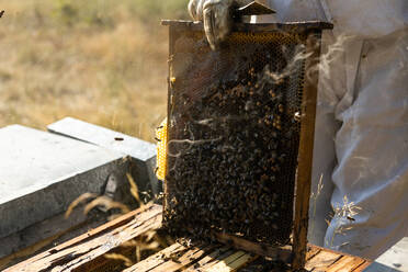 Closeup of honeycomb frame with bees held by crop anonymous beekeeper in protective workwear during honey harvesting in apiary - ADSF16573