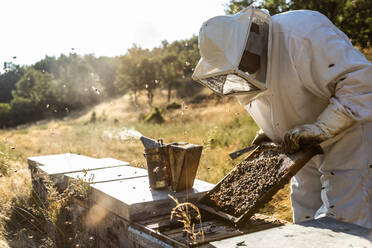 Anonymer Imker mit Schutzhandschuhen beim Ausräuchern von Bienenstöcken mit einem Räucherofen bei der Arbeit am Bienenstand an einem sonnigen Tag - ADSF16575