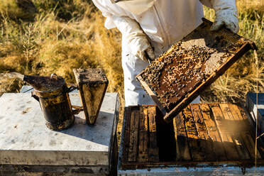 Unkenntlich gemachter Imker mit Schutzhandschuhen beim Ausräuchern eines Bienenstocks mit einem Räucherofen bei der Arbeit an einem sonnigen Tag - ADSF16576