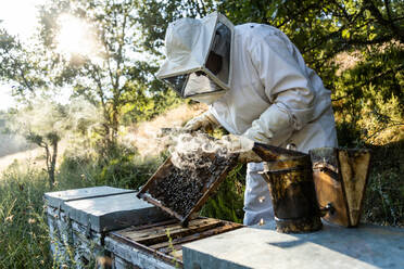 Anonymer Imker mit Schutzhandschuhen beim Ausräuchern von Bienenstöcken mit einem Räucherofen bei der Arbeit am Bienenstand an einem sonnigen Tag - ADSF16577