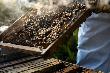Nahaufnahme eines Wabenrahmens mit Bienen, die von einem anonymen Imker in Arbeitsschutzkleidung bei der Honigernte im Bienenstock gehalten werden - ADSF16578
