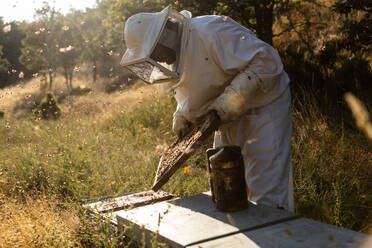 Anonymer Imker mit Schutzhandschuhen beim Ausräuchern von Bienenstöcken mit einem Räucherofen bei der Arbeit am Bienenstand an einem sonnigen Tag - ADSF16581