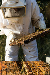 Männlicher Imker in weißem Schutzanzug bei der Entnahme von Wabenrahmen aus dem Bienenstock während der Arbeit im Bienenhaus an einem sonnigen Sommertag - ADSF16582