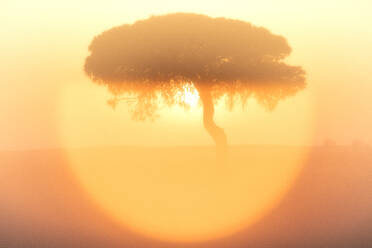 Die untergehende Sonne beleuchtet die Silhouette eines Baumes im Naturschutzgebiet Lagunas de Villafafila - DSGF02243