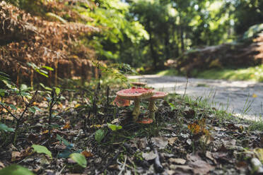 Fliegenpilze (Amanita muscaria) wachsen im Wald - CHPF00677