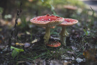 Fly agaric mushrooms (Amanita muscaria) growing in forest - CHPF00678