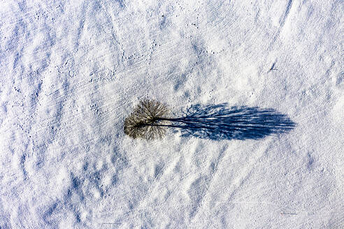 Blick aus dem Hubschrauber auf einen einzelnen kahlen Baum, umgeben von Schnee - AMF08557