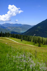 Blick auf eine Sommerwiese in den bayerischen Alpen - LBF03255