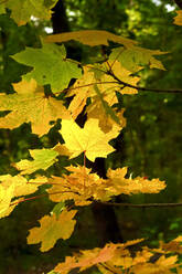 Gelbe Ahornblätter im Herbst - JTF01664