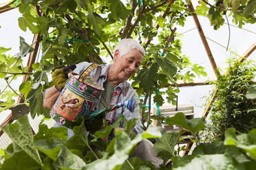 Lächelnde ältere Frau bei der Gartenarbeit in einer geodätischen Kuppel, einem klimatisierten Glashaus - MINF15210