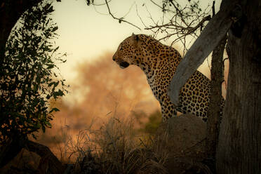 Ein männlicher Leopard, Panthera pardus, sitzt im Seitenprofil vor orangefarbenem Hintergrund. - MINF15220