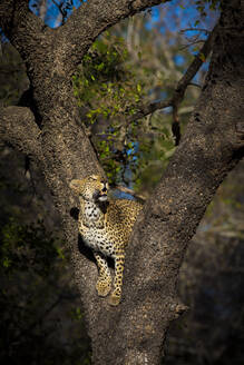 Ein weiblicher Leopard, Panthera pardus, steht in der Gabelung eines Baumes und blickt nach oben. - MINF15223