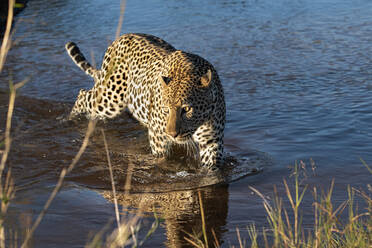 Leopard, Panthera pardus, geht durch Wasser und schaut aus dem Bild. - MINF15224