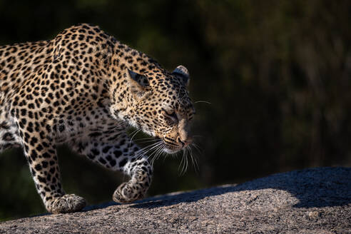 Ein Leopard, Panthera pardus, läuft über einen Felsen, Seitenprofil, Ohren nach hinten. - MINF15225