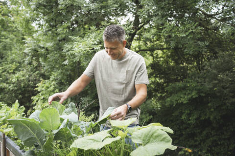 Smiling mature man examining vegetable plant at back yard garden stock photo