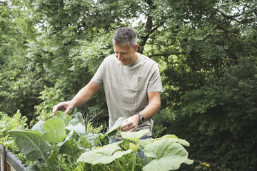 Lächelnder reifer Mann, der eine Gemüsepflanze im Hinterhofgarten untersucht - HMEF01075