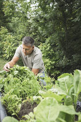 Mature man examining vegetable plant on raised bed at back yard garden - HMEF01077