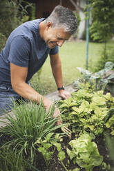 Lächelnder reifer Mann beim Pflanzen auf einem Hochbeet im Hinterhof - HMEF01080