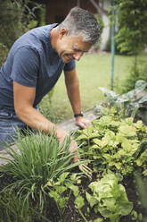 Smiling mature man planting on raised bed at back yard - HMEF01080