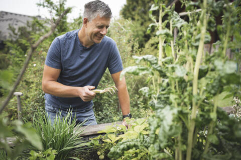 Lächelnder reifer Mann, der eine Gartenarbeitergabel hält, während er auf einem Hochbeet im Hinterhof pflanzt, lizenzfreies Stockfoto