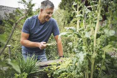 Lächelnder reifer Mann, der eine Gartenarbeitergabel hält, während er auf einem Hochbeet im Hinterhof pflanzt - HMEF01081