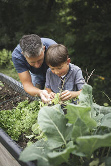 Mature man assisting son in gardening raised bed at back yard - HMEF01083