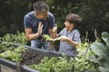 Fröhlicher Junge zeigt seinem Vater den Daumen hoch, während er eine Pflanze mit einer Kelle am Hochbeet im Garten hält - HMEF01084