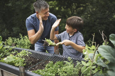 Glücklicher Junge gibt seinem Vater ein High-Five, während er eine Pflanze mit einer Kelle am Hochbeet im Garten hält - HMEF01085