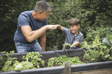 Happy boy giving fist bump to father while holding plant with trowel by raised bed in garden - HMEF01086