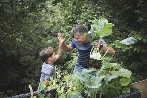 Lächelnder Mann mit Kohlrabi in der Hand, der seinem Sohn im Garten die Daumen drückt - HMEF01089