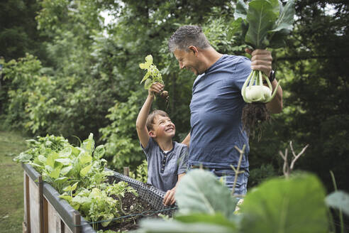 Happy father and son harvesting root vegetables from raised bed in garden - HMEF01093