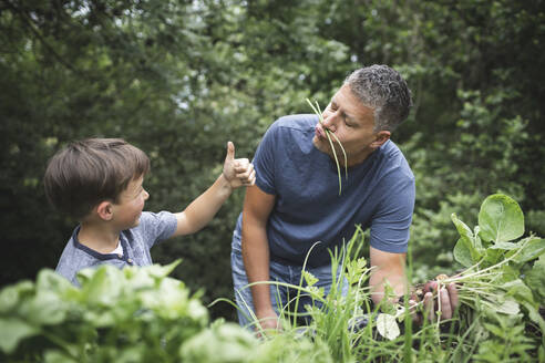 Boy showing thumbs up to playful father while harvesting vegetables at garden - HMEF01097