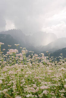 Rosa blühende Blumen auf einem Feld gegen den Himmel - PSIF00412