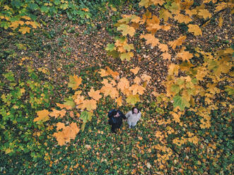 Luftaufnahme eines erwachsenen Paares, das sich im Herbst in einem Park die Hände hält - KNTF05790