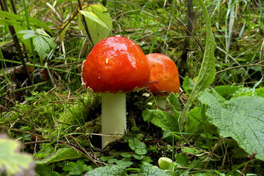 Fly agaric mushrooms (Amanita muscaria) growing in forest - JTF01665