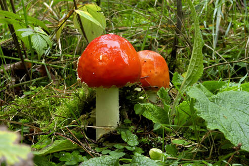 Fliegenpilze (Amanita muscaria) wachsen im Wald - JTF01665