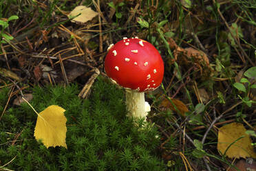 Fly agaric mushroom (Amanita muscaria) growing in forest - JTF01666