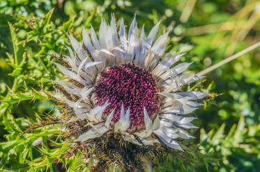 Silberdistel (Carlina acaulis) im Freiland - THAF02914