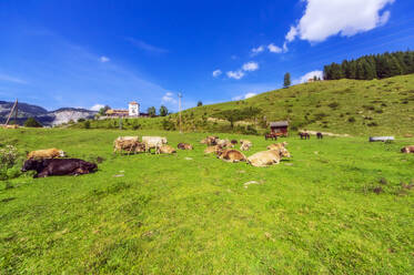Rinder entspannen sich im Sommer auf grünem Gras im Tannheimer Tal - THAF02923