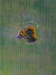 Luftaufnahme eines kleinen Hains auf einem gemähten Feld - KNTF05791