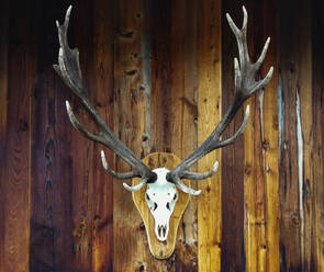 Deer trophy hanging on wooden wall - WWF05447