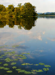 Seerosen im Wallersee - WWF05448