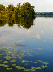 Water lilies in Wallersee lake - WWF05448