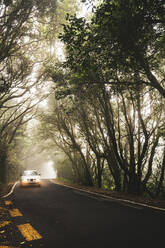 Lonely modern automobile driving through foggy woods on empty asphalt roadway in Tenerife - ADSF16673