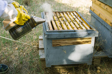 Anonymer Imker mit Schutzhandschuhen und Schutzanzug bei der Verwendung eines Bienenrauchgerätes in einem Bienenstock im Bienenhaus - ADSF16774