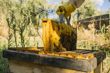 Unbekannter Imker in Schutzkleidung bei der Arbeit im Bienenstock und beim Sammeln von Honig im Sommergarten - ADSF16778