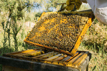 Unbekannter Imker in Schutzkleidung bei der Arbeit im Bienenstock und beim Sammeln von Honig im Sommergarten - ADSF16779