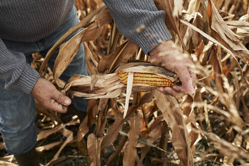 Farmer opening corn while standing at corn farm - ZEDF03984
